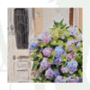 2018-91-Oil-Pretty-Hydrangea-at-the-Door-pic1