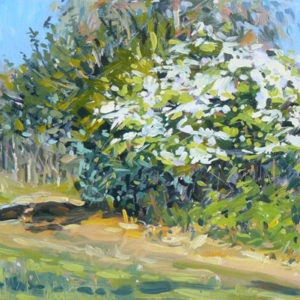 2018-121-Oil-Hawthorn-in-Bloom